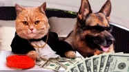 В России никогда не будет налога на домашних животных